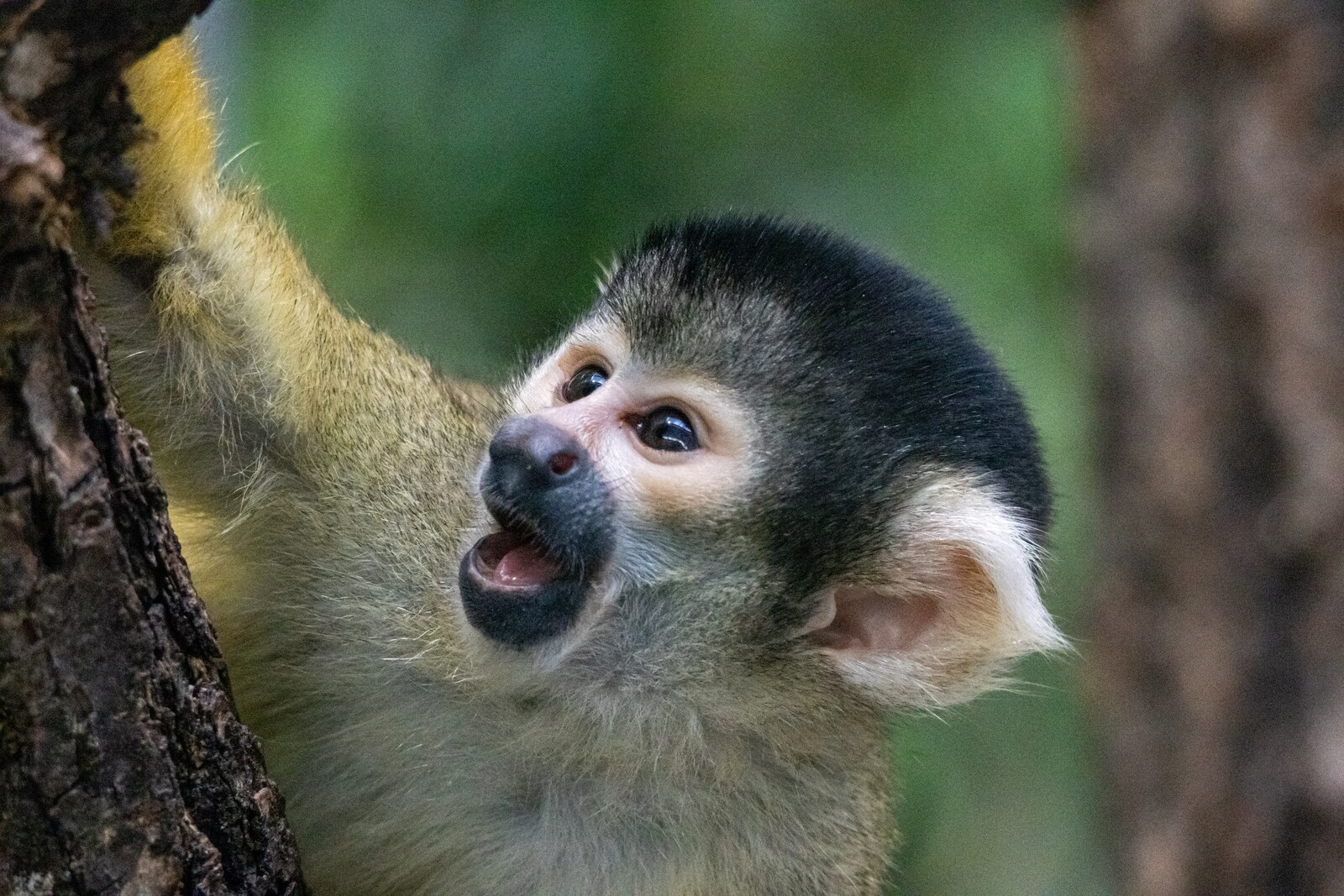 Canon EOS R7 Tierfotografie ohne Nierenverkauf digitec